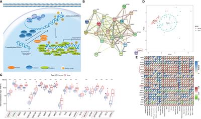 DNA methylation regulator-based molecular subtyping and tumor microenvironment characterization in hepatocellular carcinoma